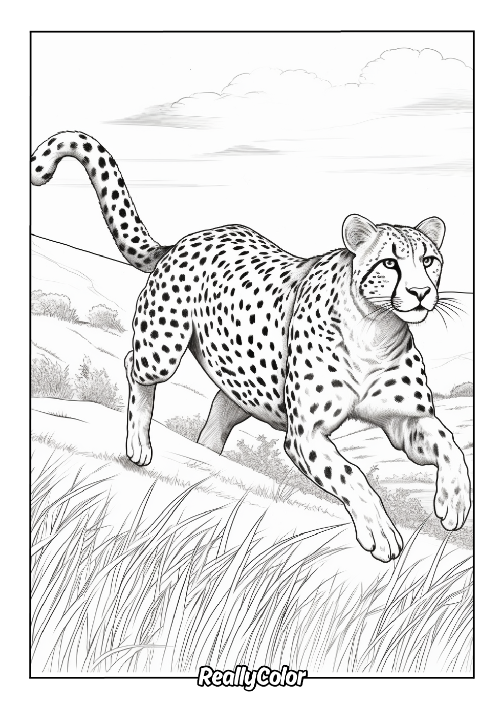 An adult cheetah chases after its prey