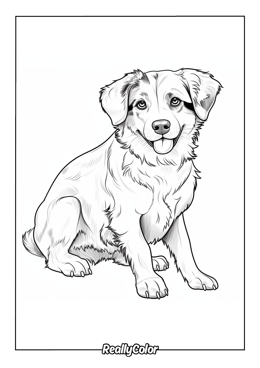 Australian shepherd easy to color