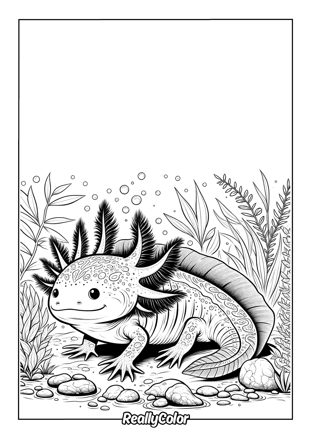 Axolotl coloring page free