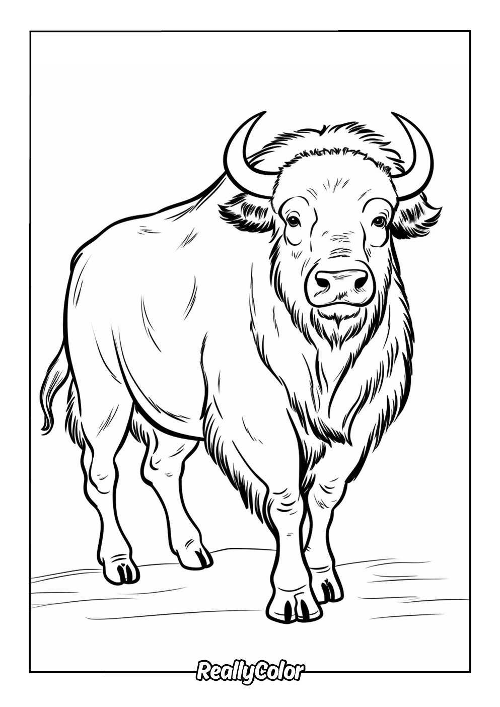 Bison picture to color