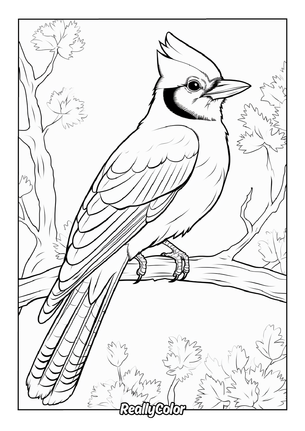 Blue jay beautiful color page for adults
