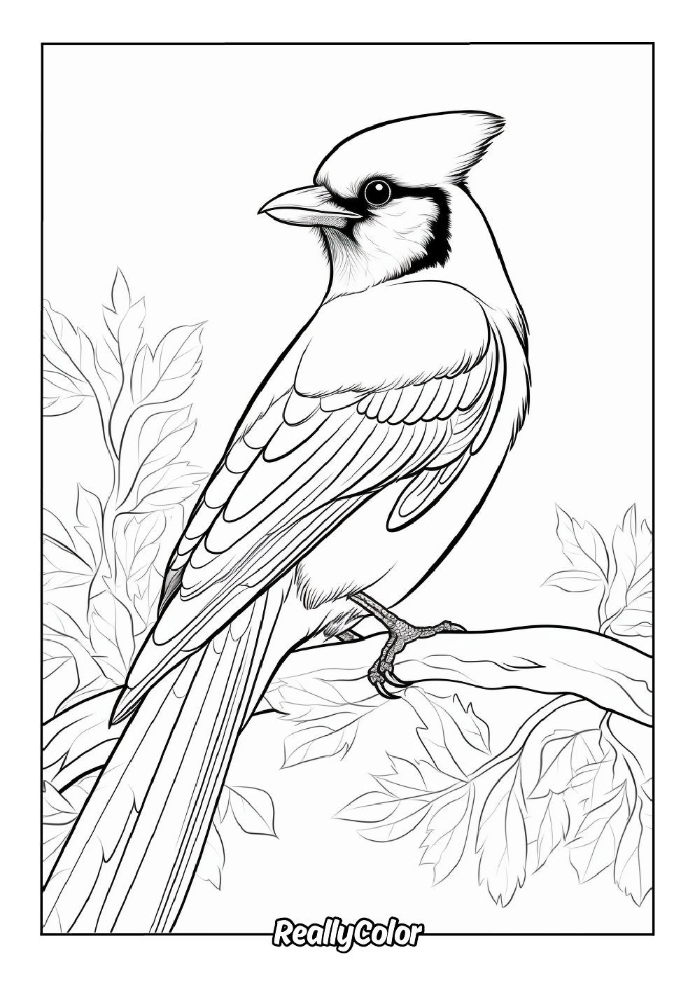 Blue jay coloring picture