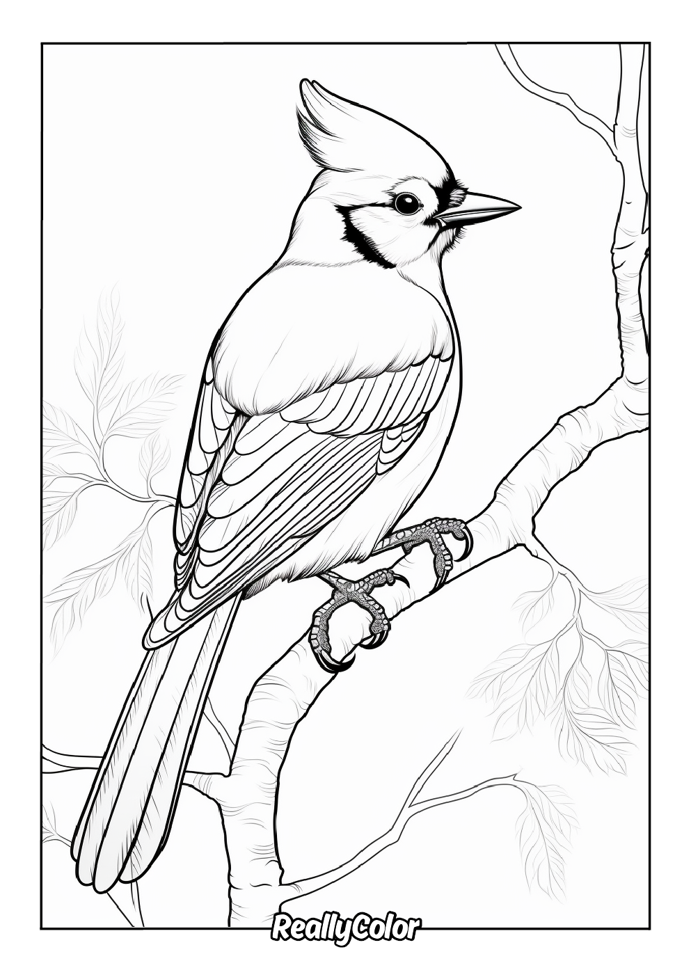 Blue jay picture to color