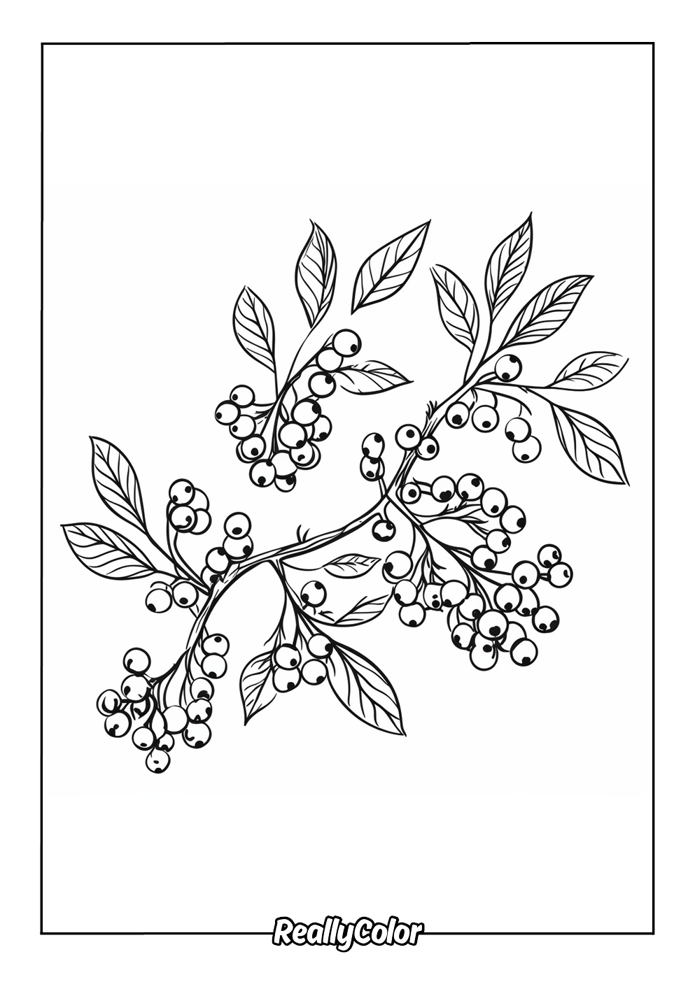 Blueberry coloring page