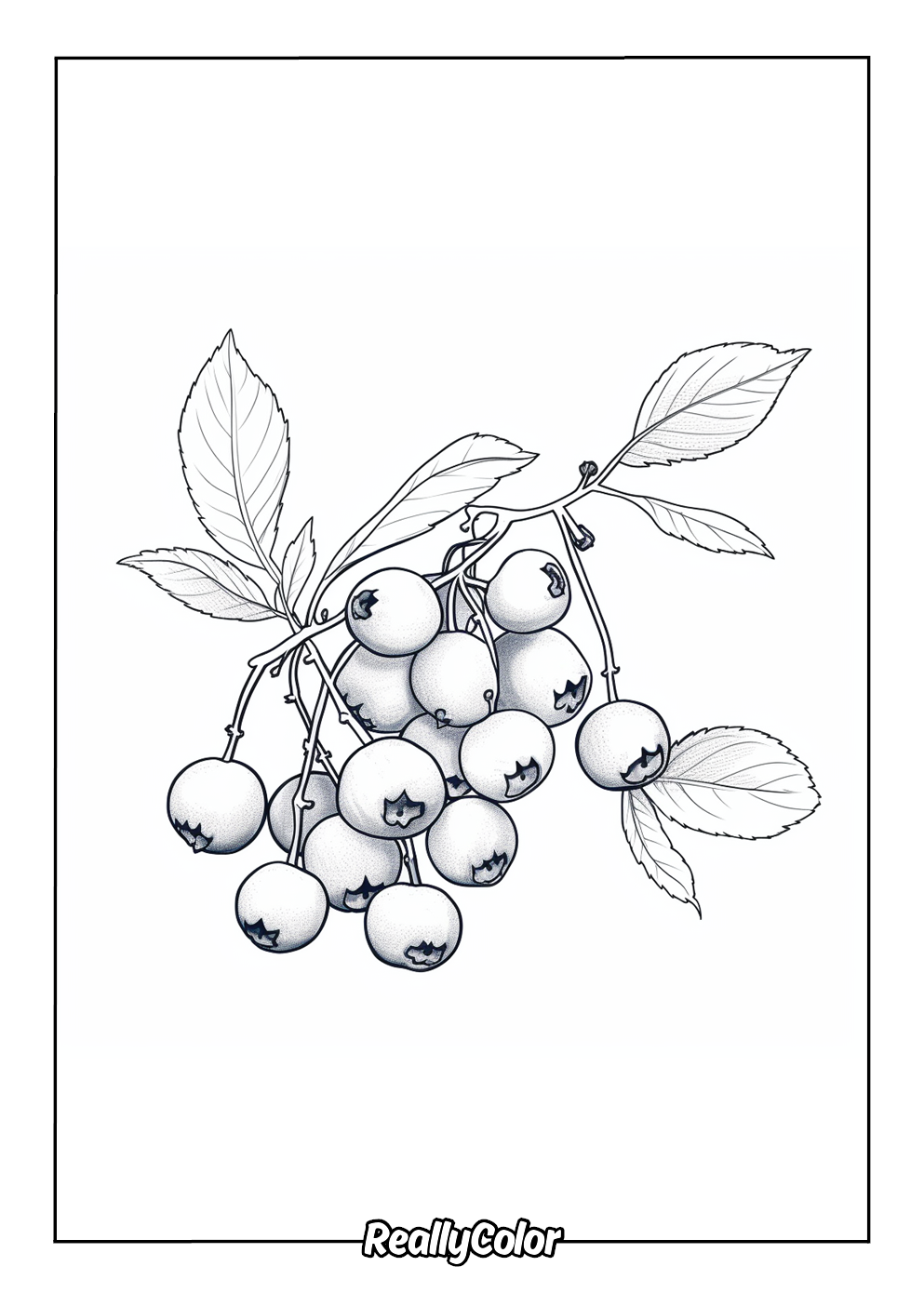 Blueberry picture to color