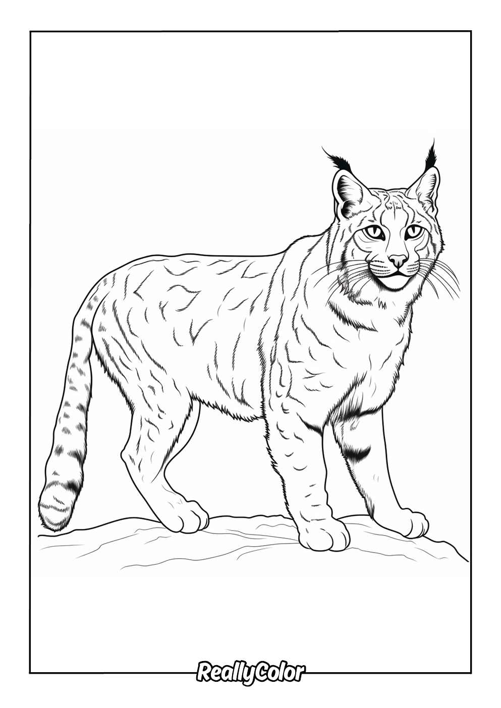 Bobcat coloring page