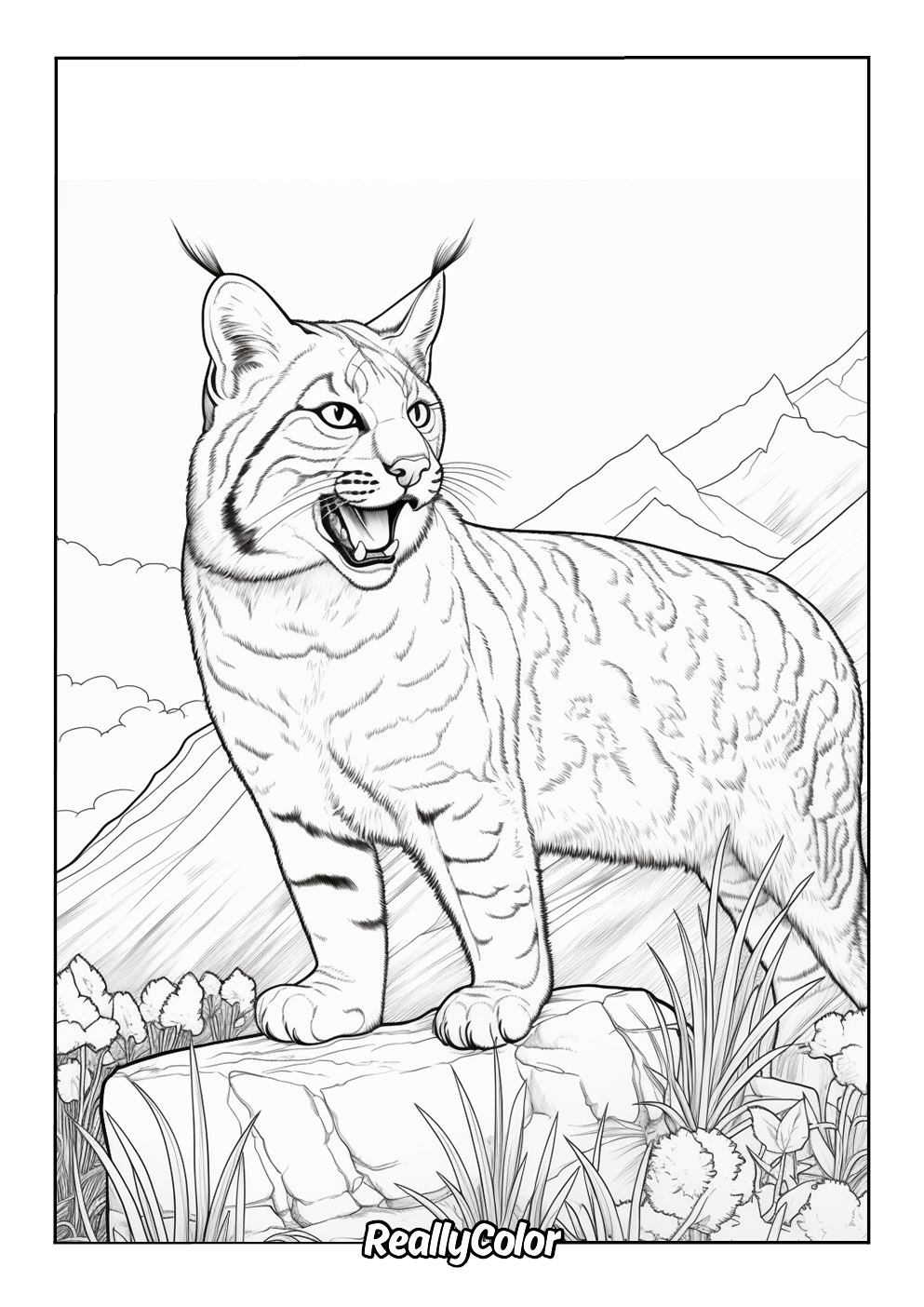 Bobcat picture to color