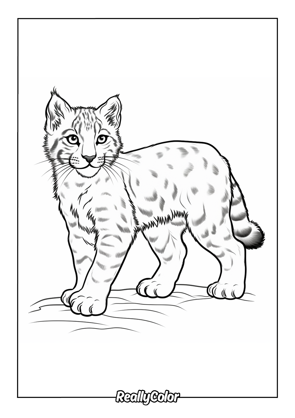 Bobcat simple coloring page