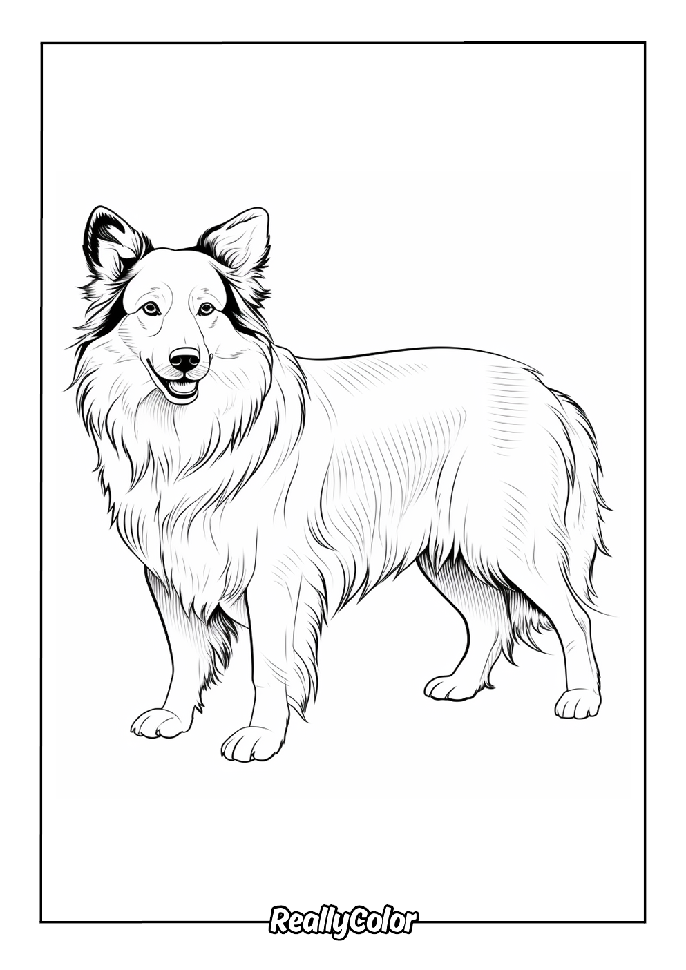 Border collie easy to color