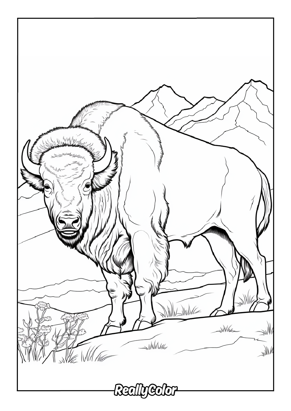 Buffalo coloring picture for adults
