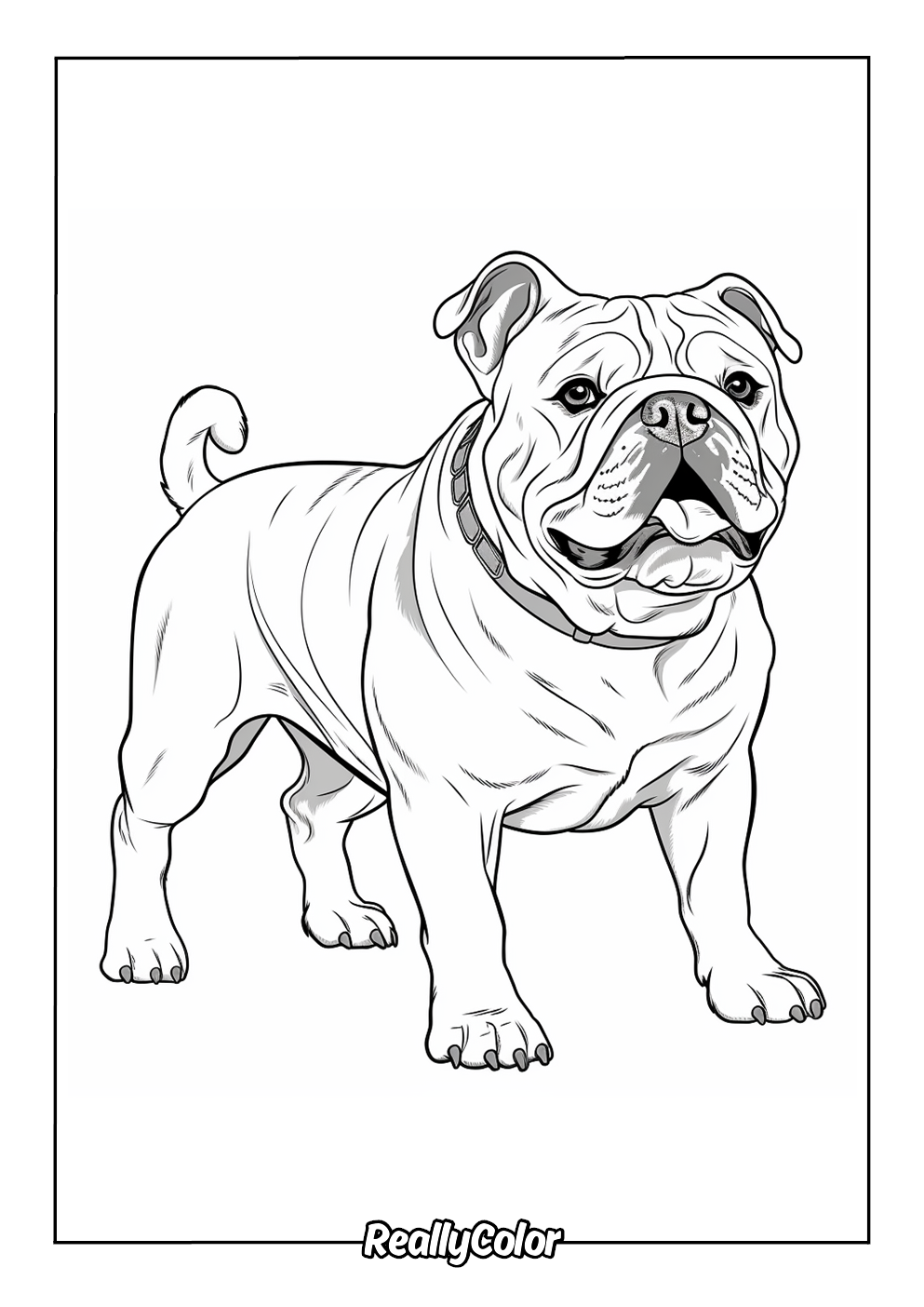 Bulldog picture to color