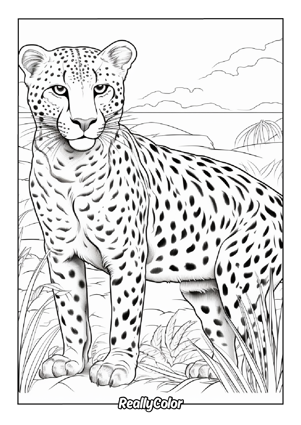 Cheetah picture to color