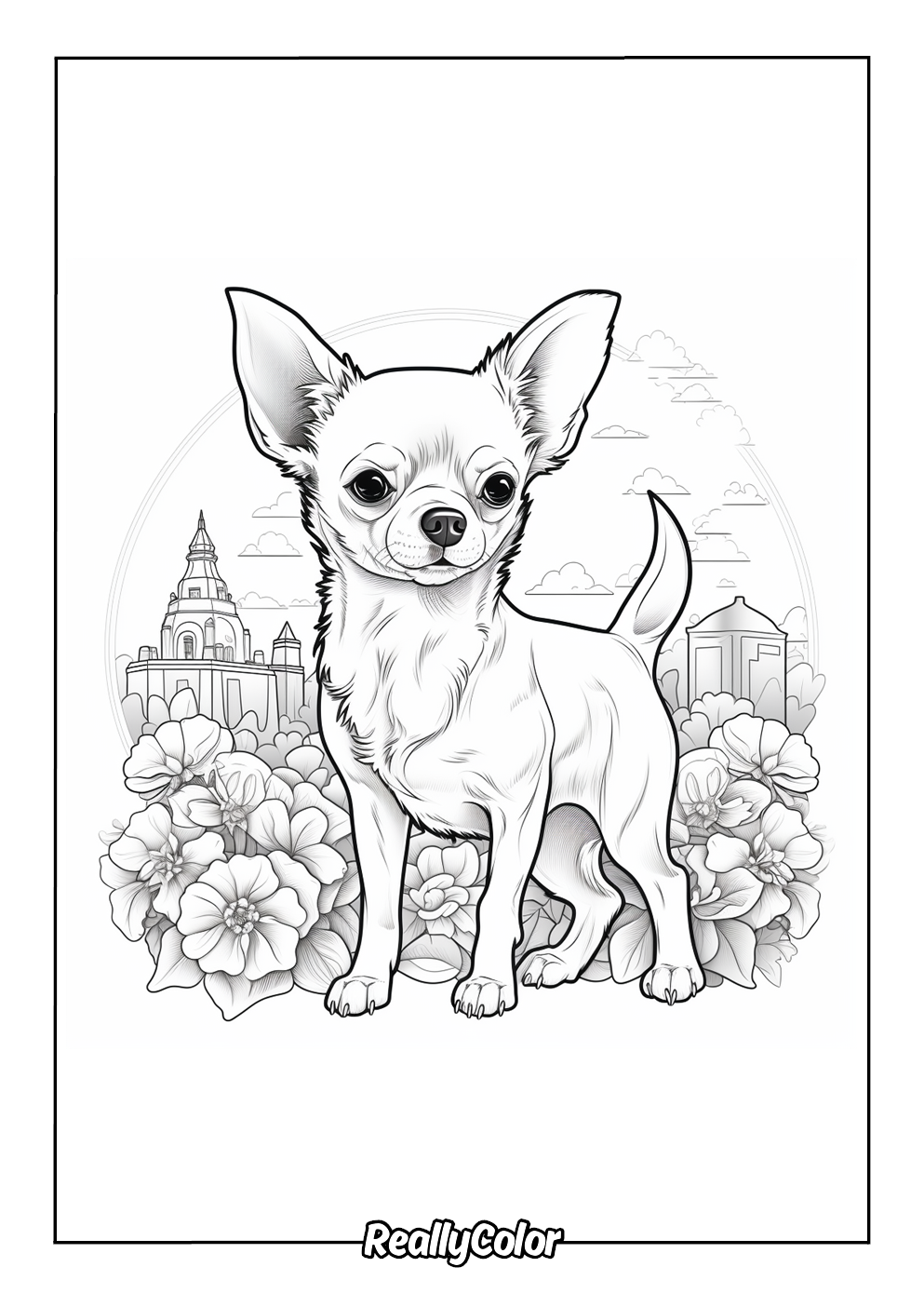 Chihuahua coloring page for adults