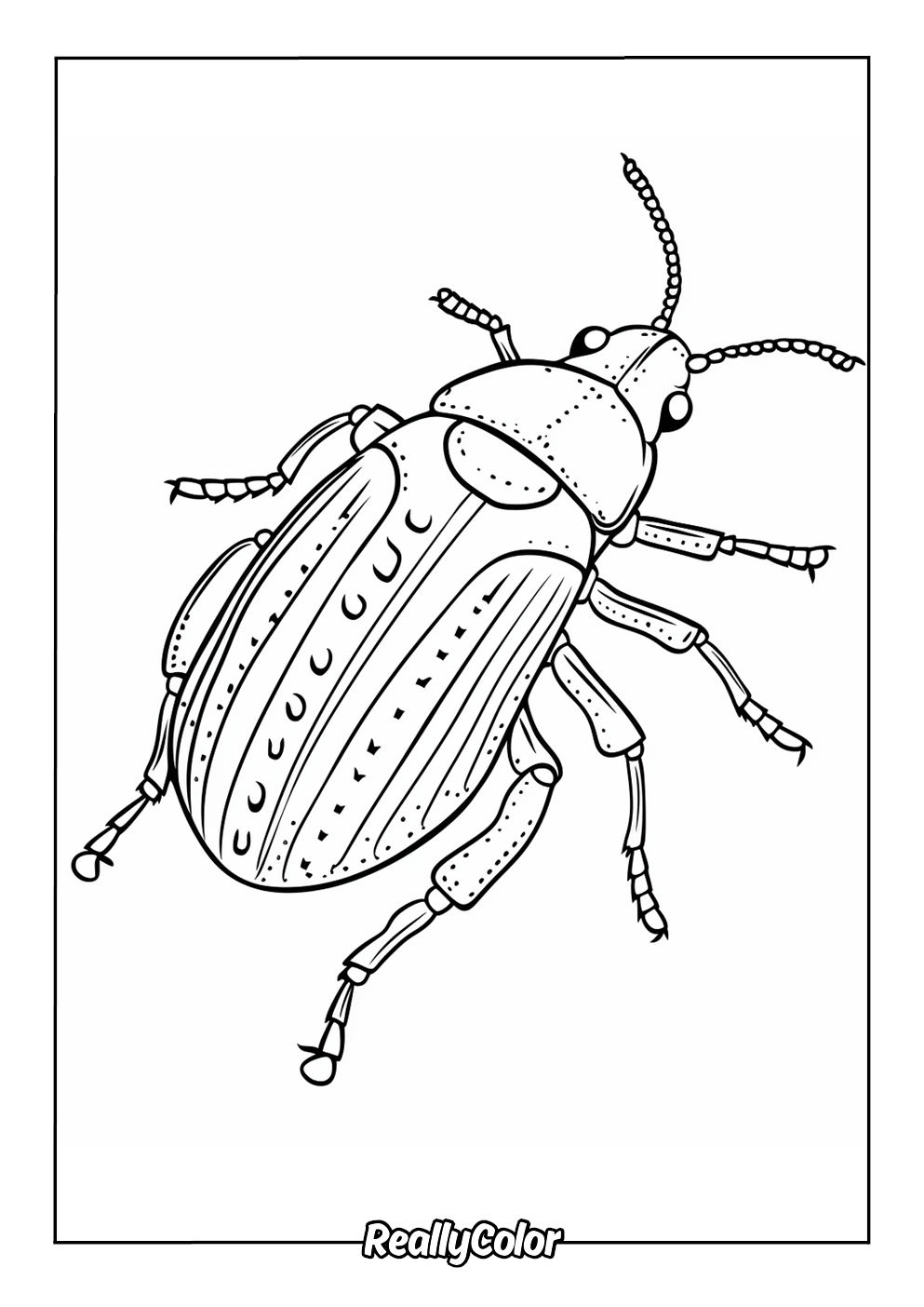 Color page of a beetle