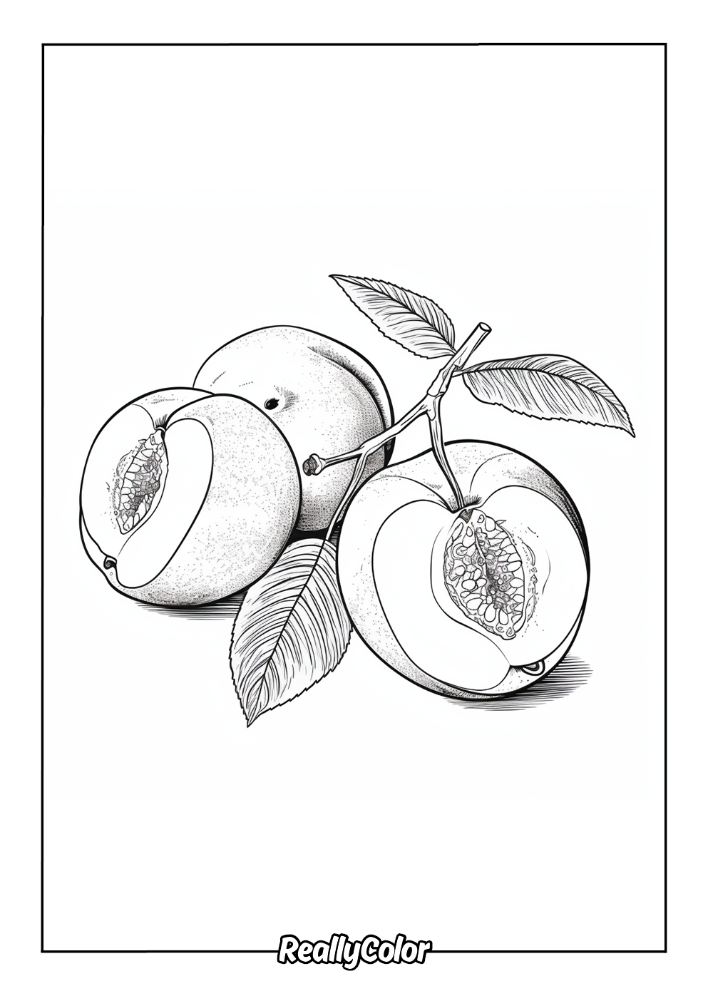 Coloring page of a realistic peaches