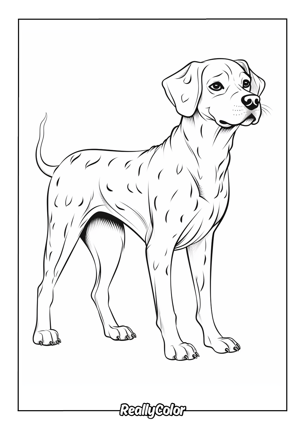 Dalmatian picture to color
