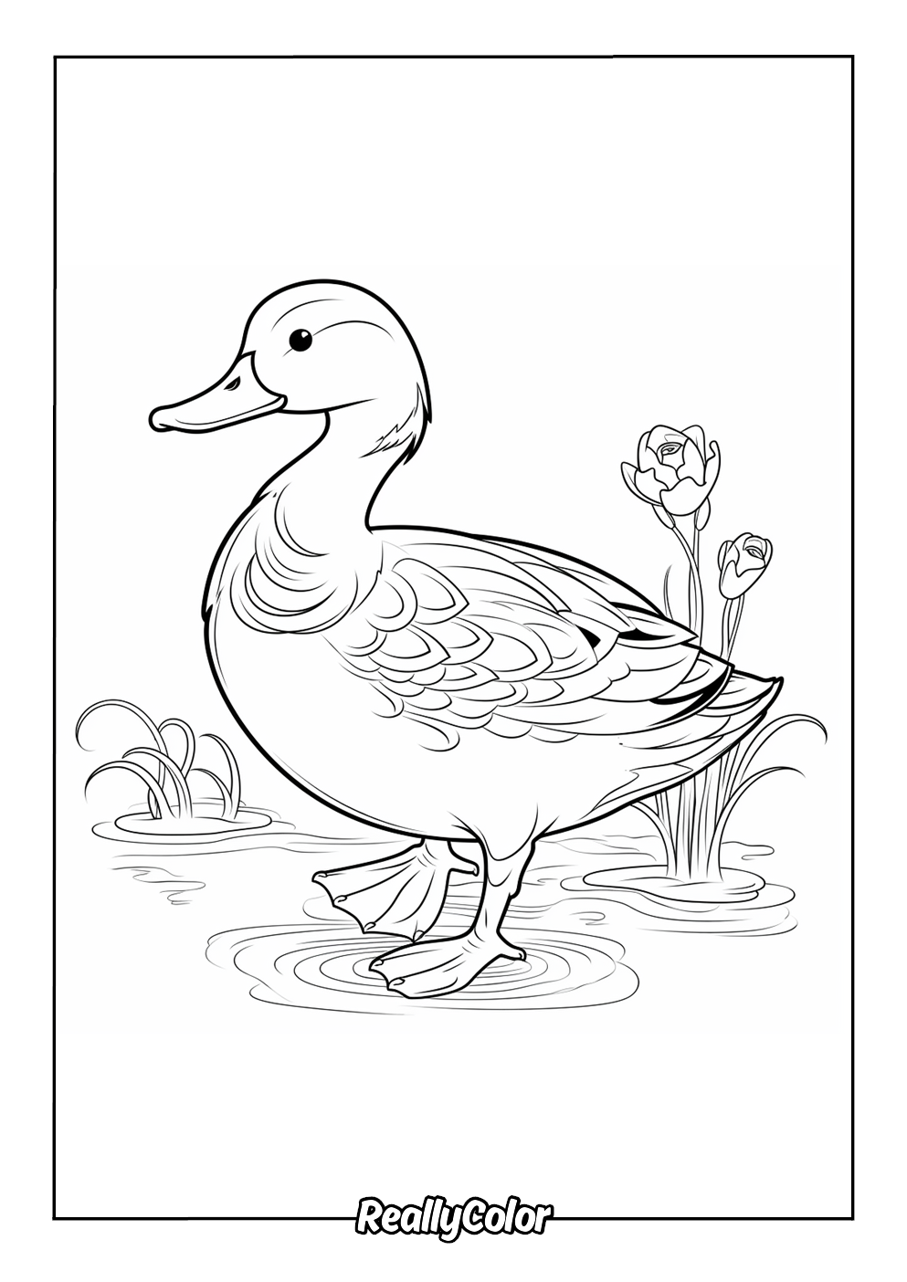 Duck easy to color