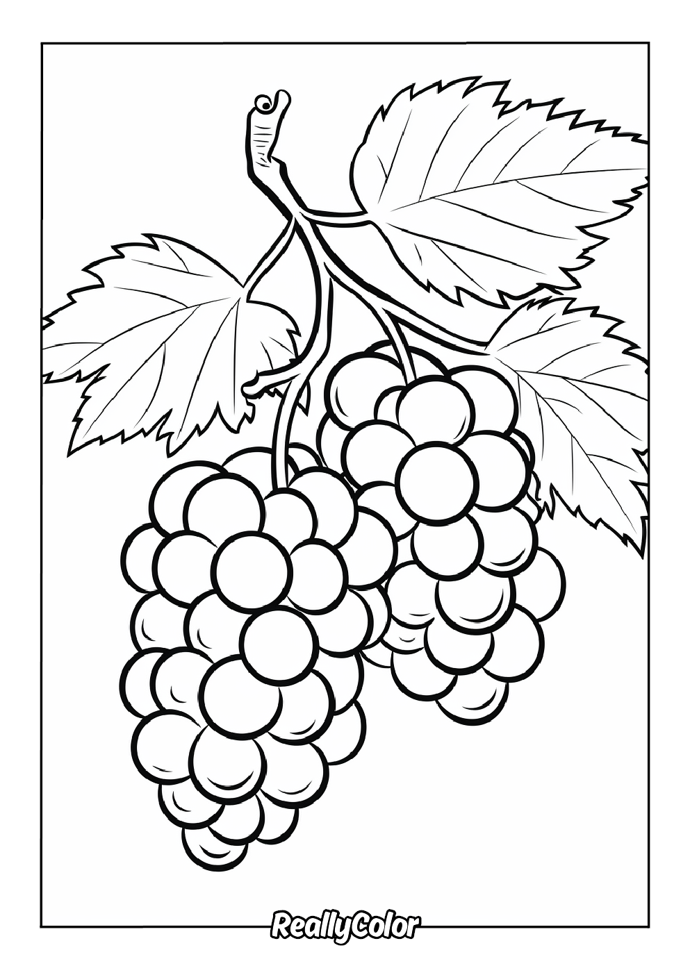 Easy to color grapes