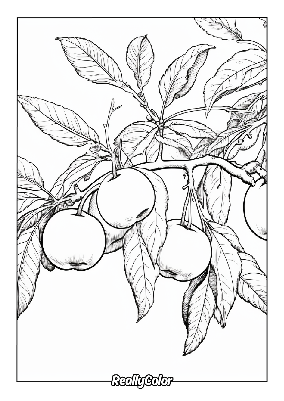 Free apple coloring page