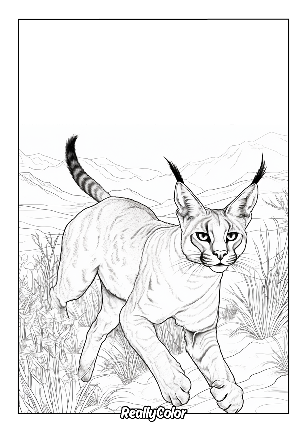 Fun coloring page of a caracal