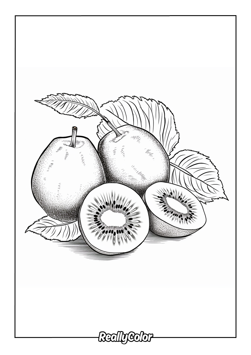 Kiwi picture to color