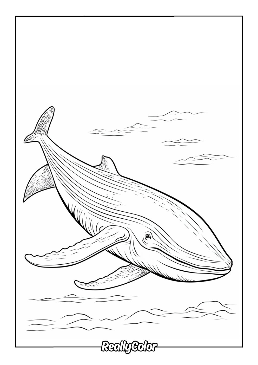 Majestic blue whale coloring page