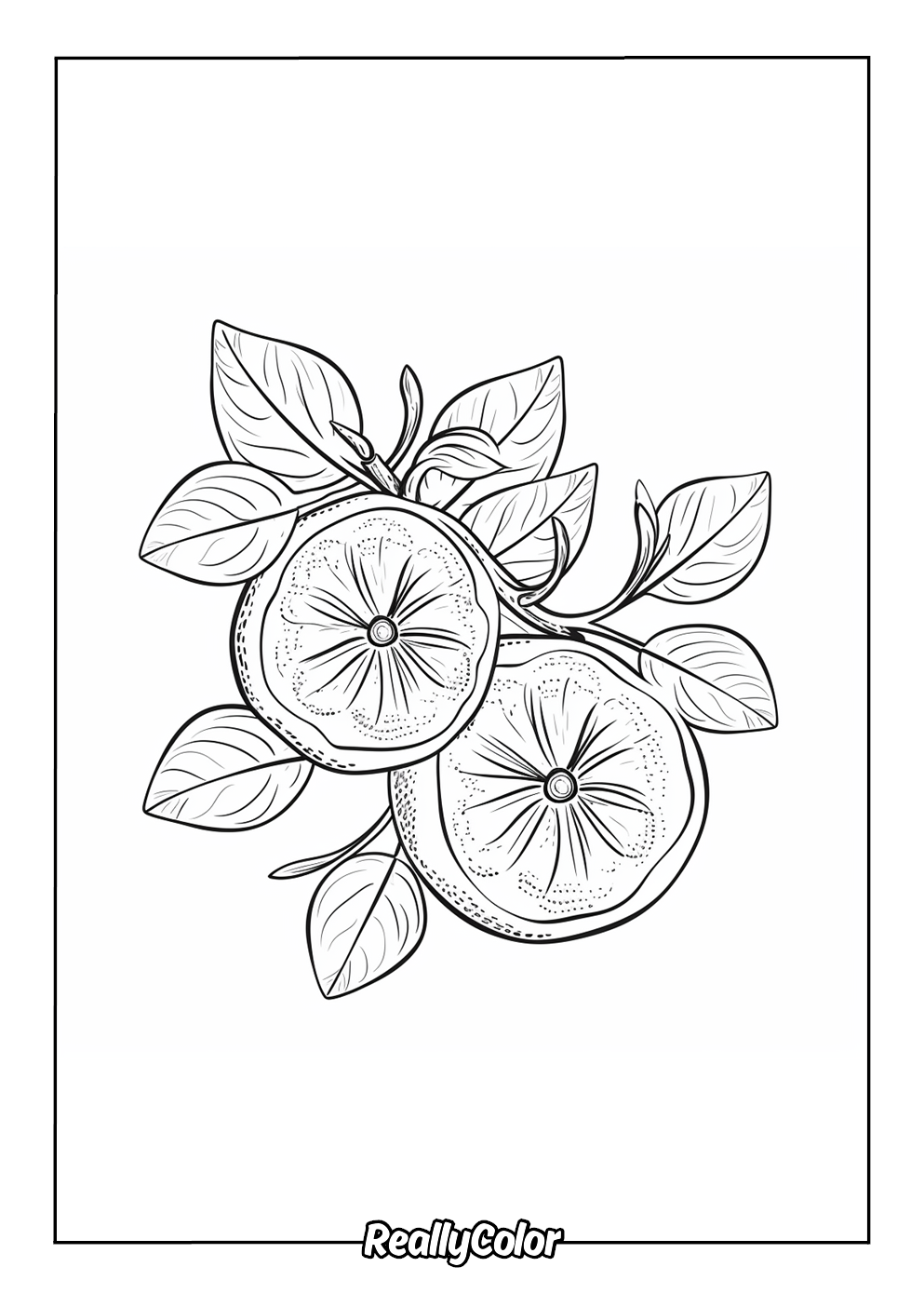 Oranges to color