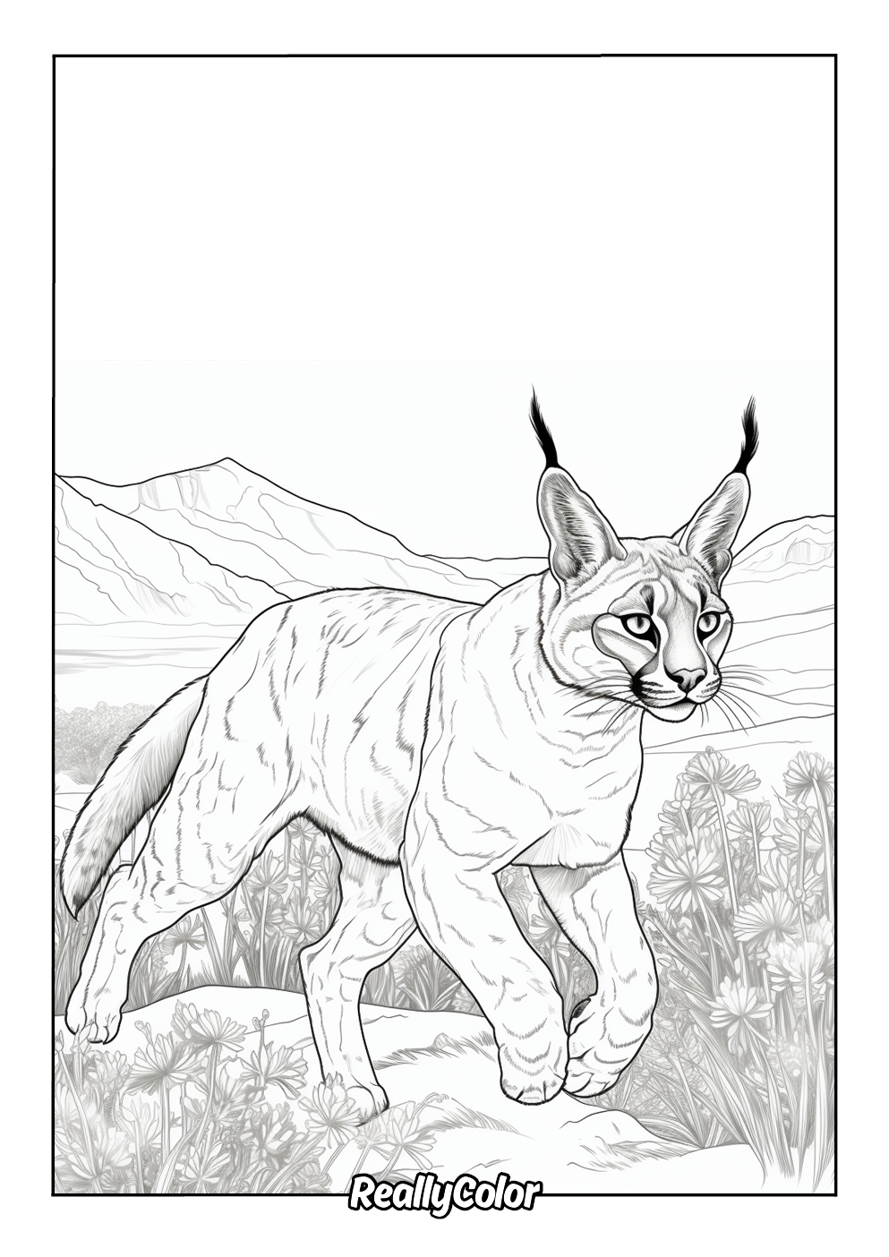 Printable caracal coloring page