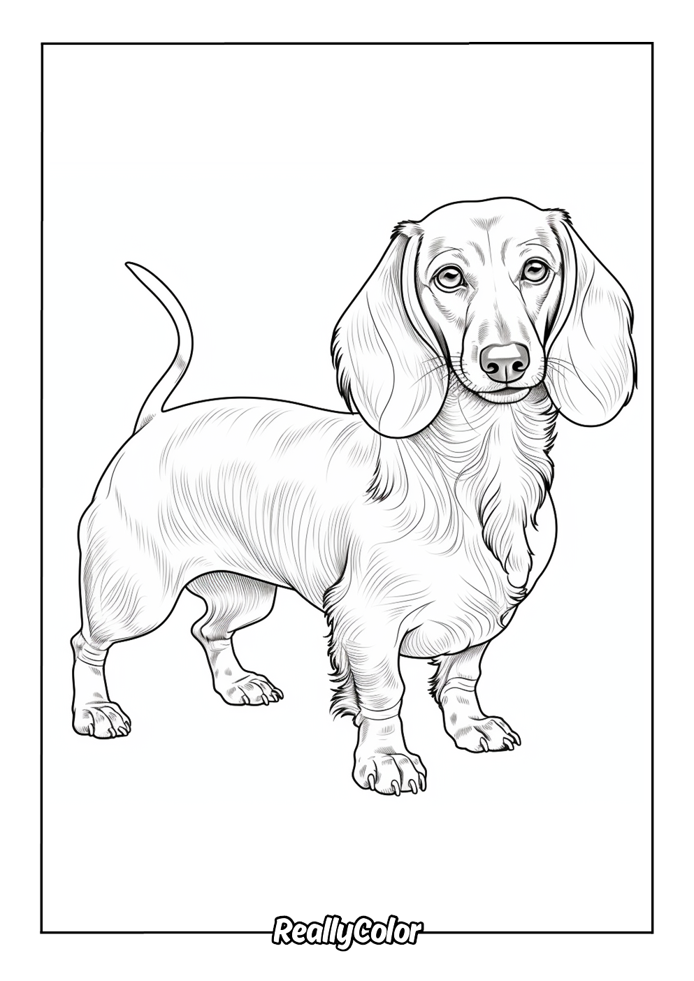 Printable dachshund dog color page