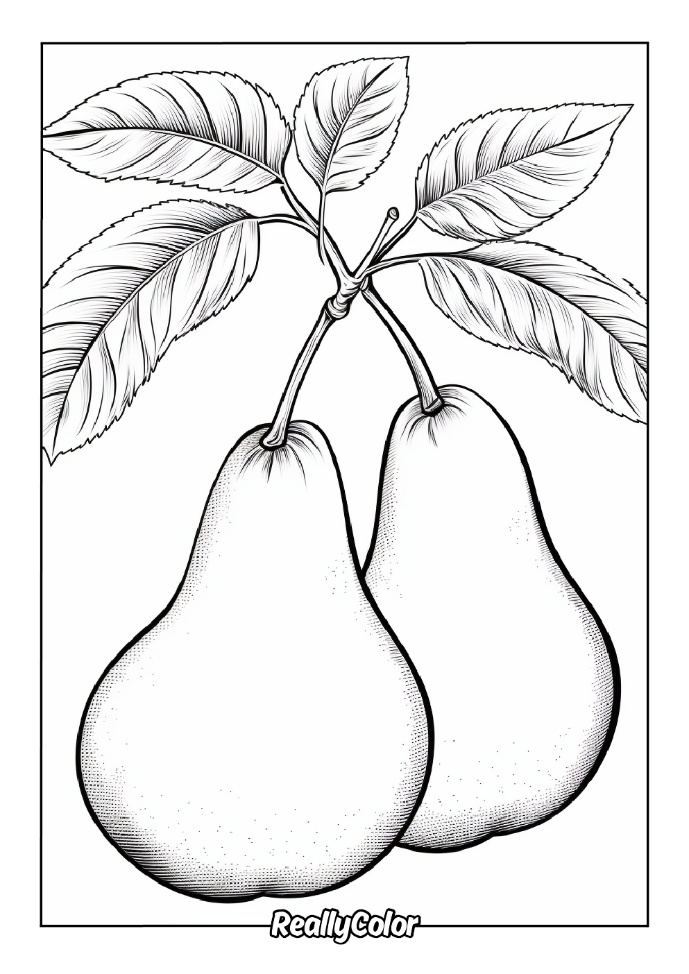 Printable pears coloring picture