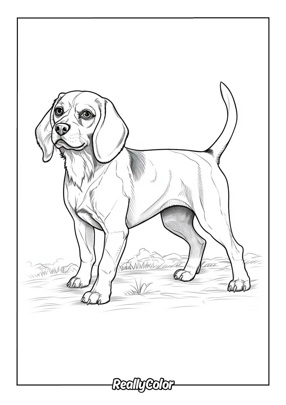 Real beagle dog easy to color