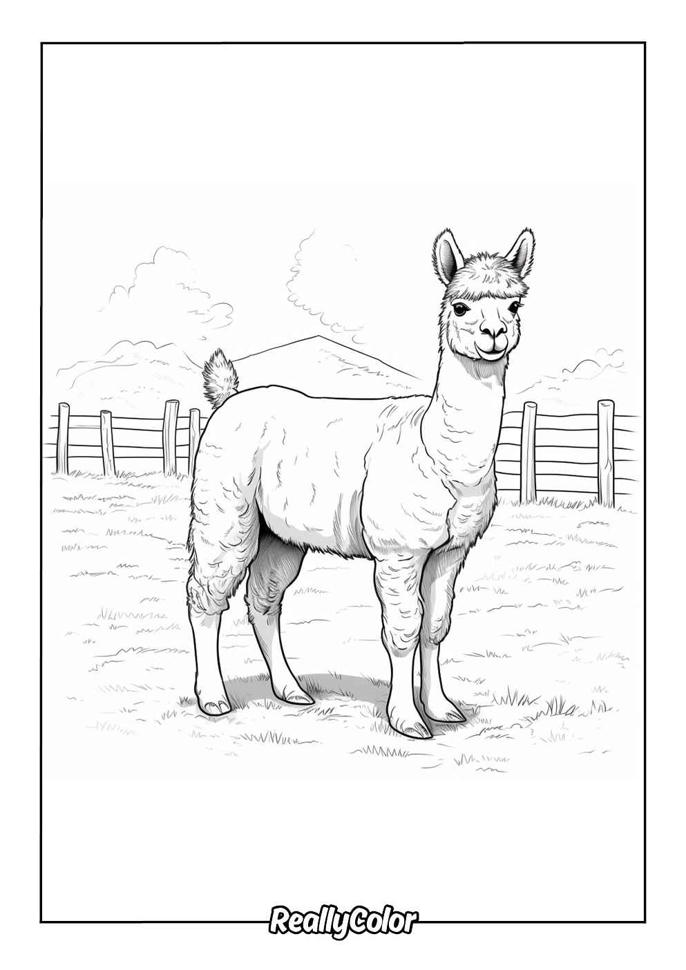 Realistic alpaca coloring page