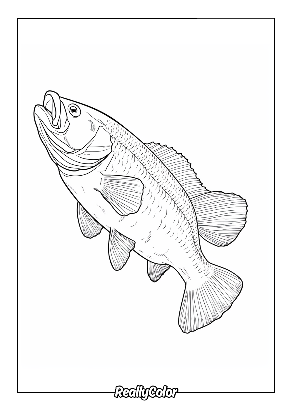 Realistic bass fish coloring page