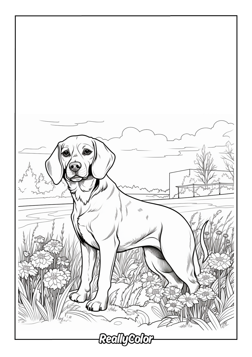 Realistic beagle coloring page for adults