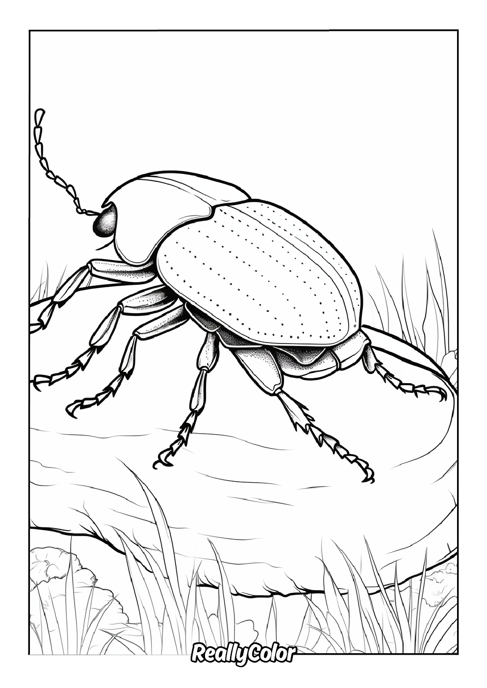 Realistic beetle coloring page