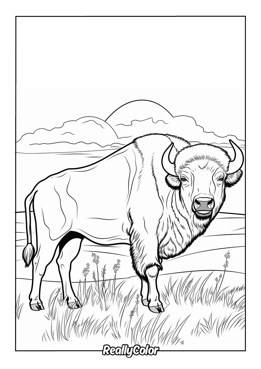 Realistic bison to color