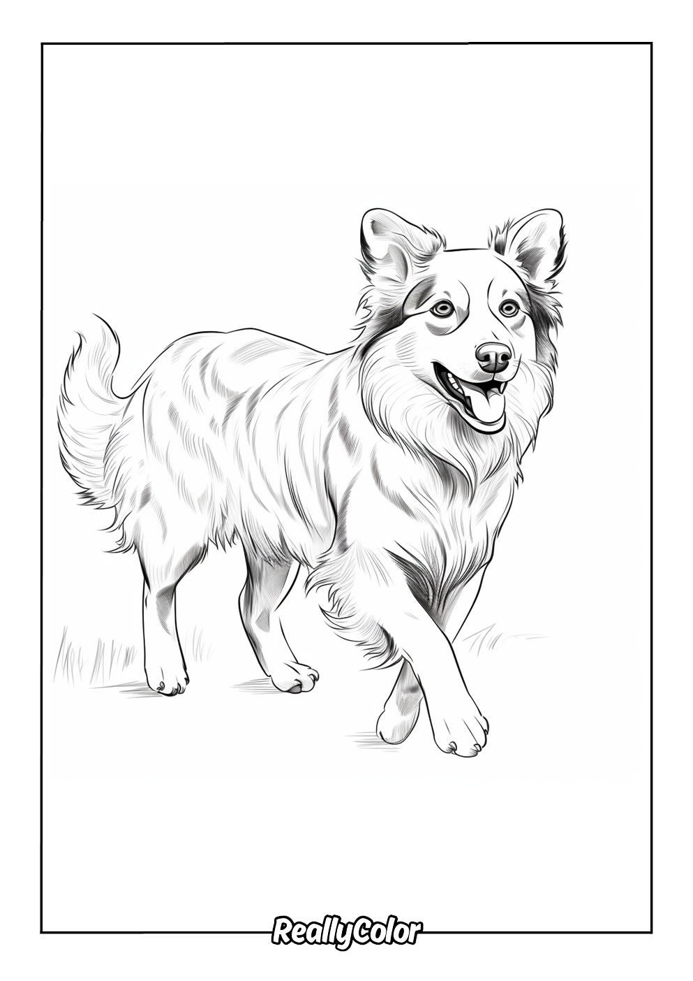 Realistic border collie coloring page