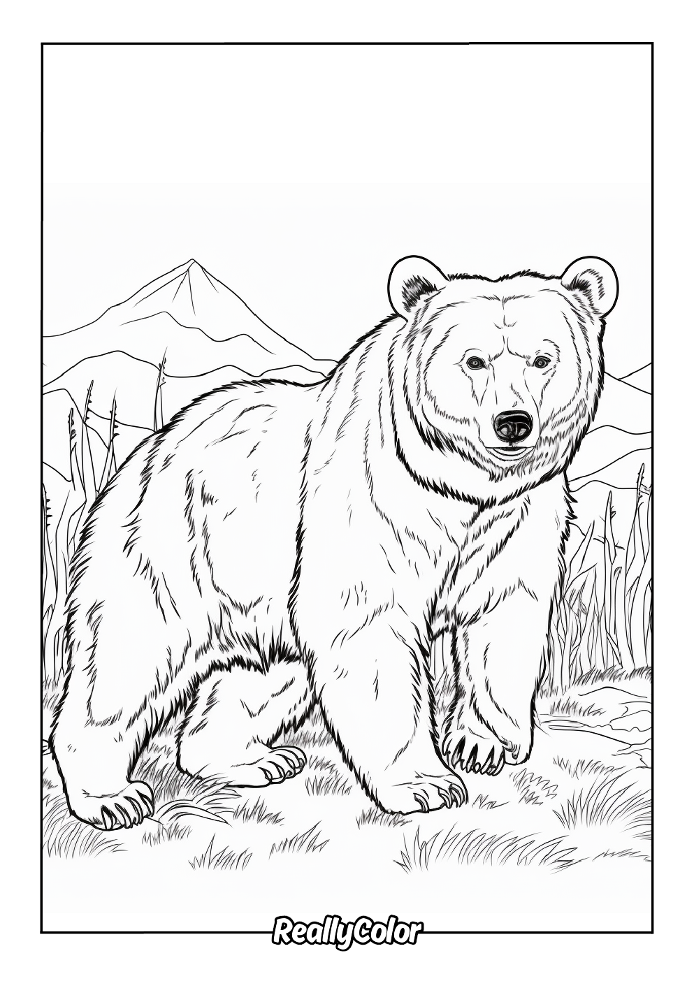 Realistic brown bear coloring page for adults