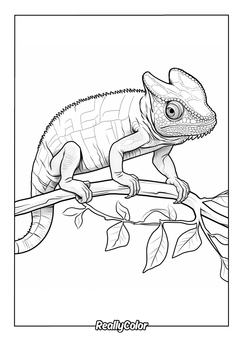 Realistic chameleon color page