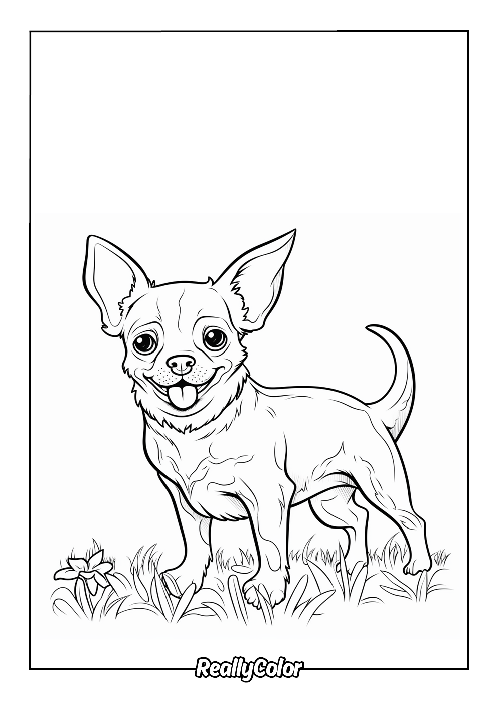 Realistic chihuahua color page