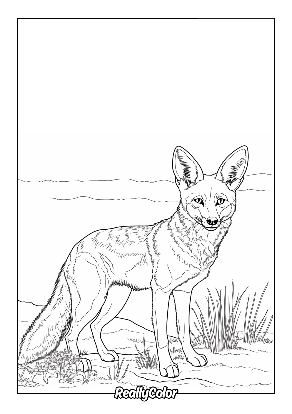 Realistic coyote coloring page