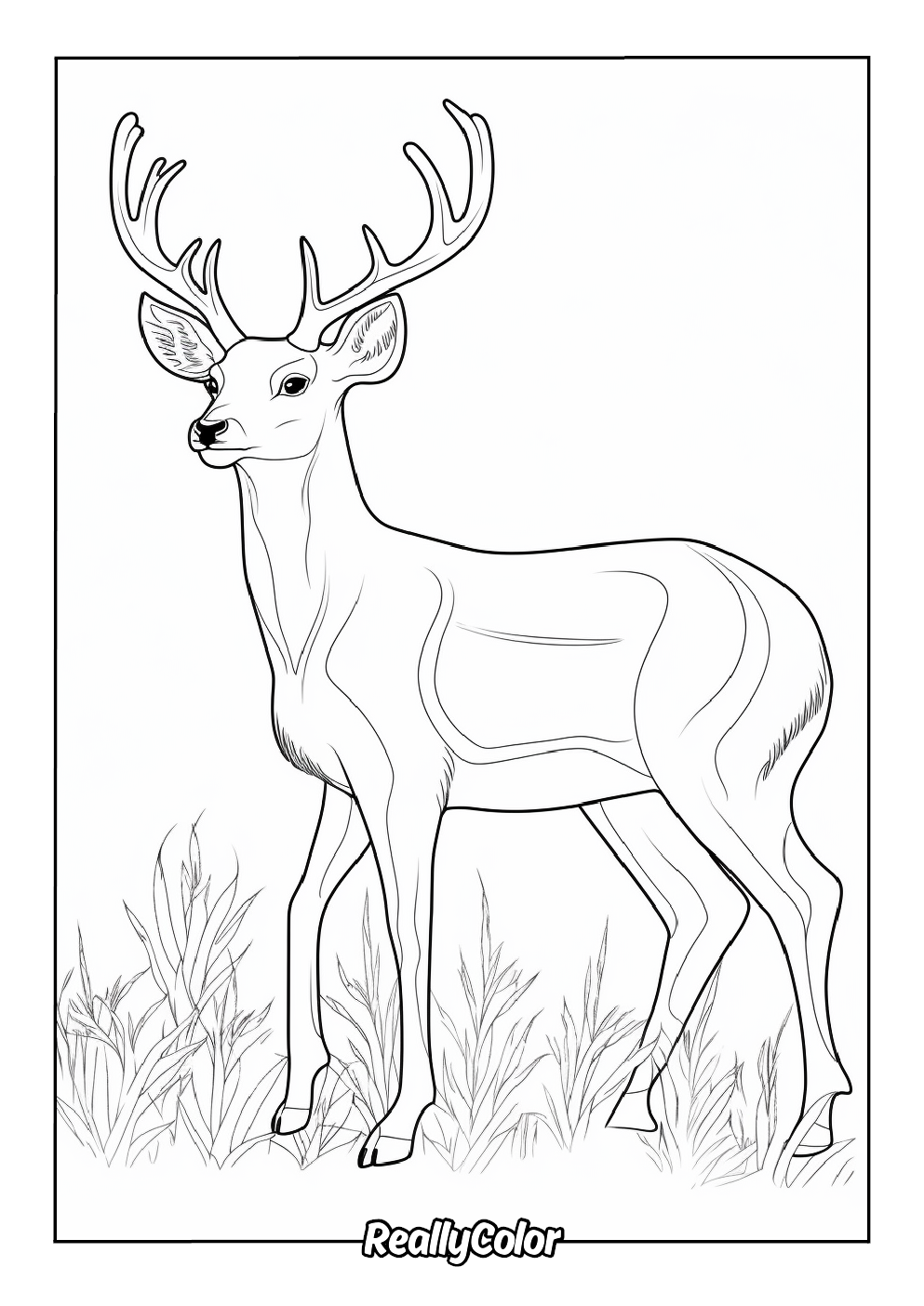 Realistic deer coloring page