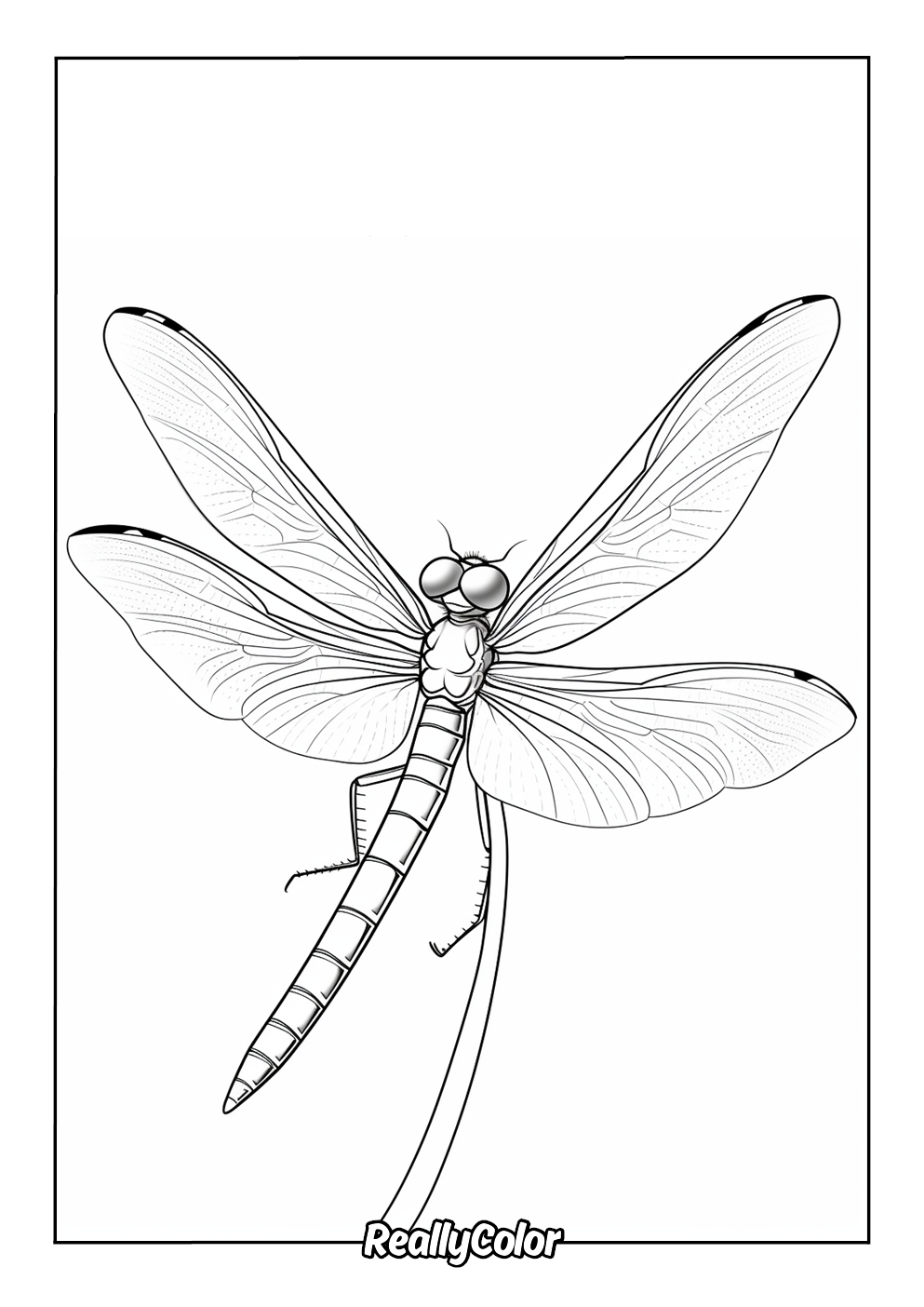 Realistic dragon fly coloring page