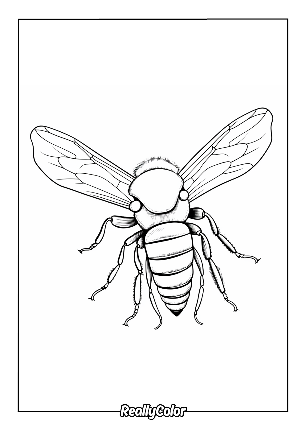 Realistic honey bee for coloring