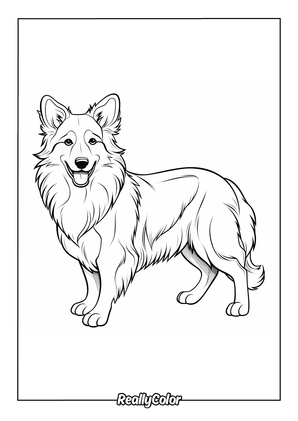 Simple coloring page of a border collie