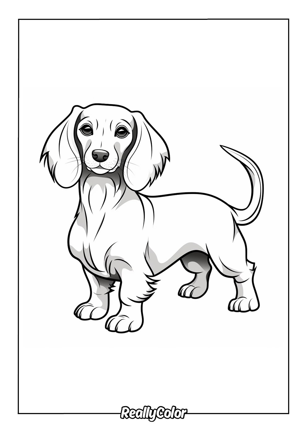 Simple coloring page of a dachshund
