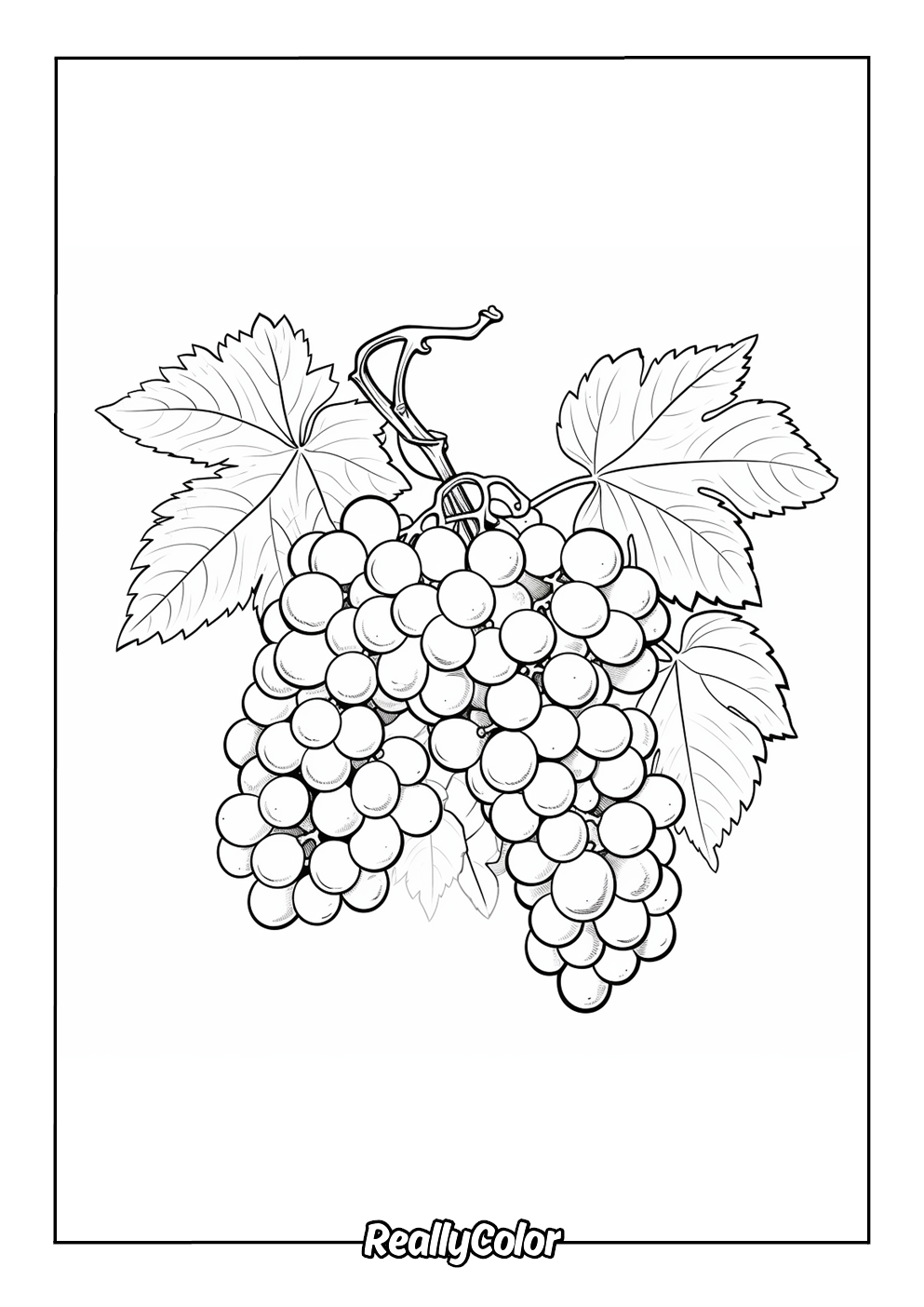 Simple grapes color page