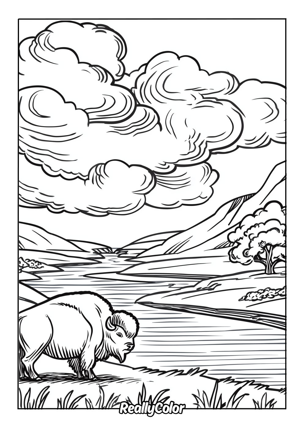 Coloring page of a realistic bison in the nature