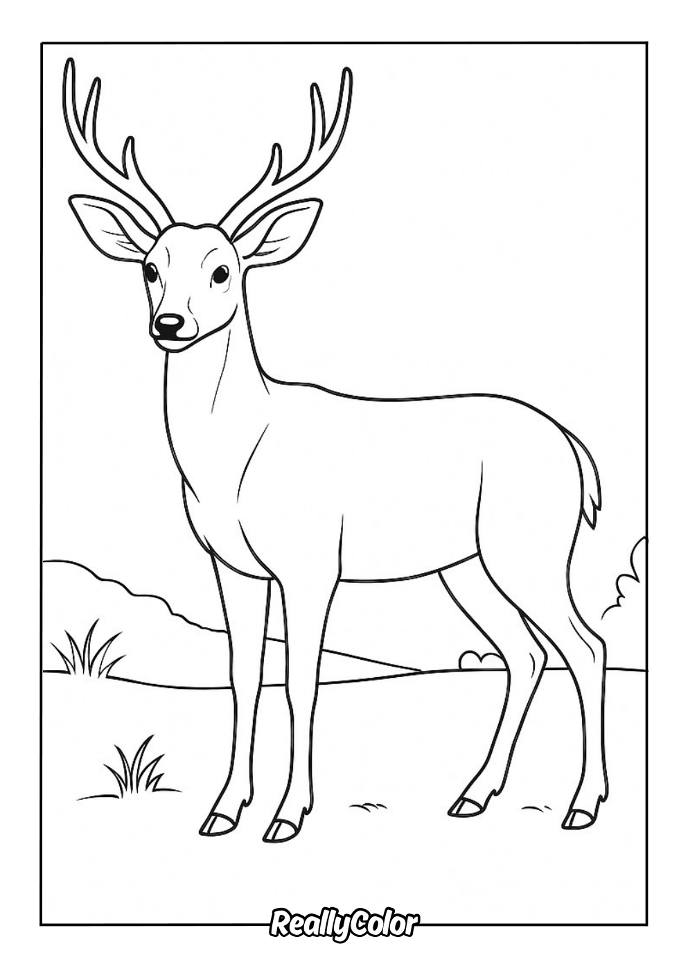 Coloring page of a realistic deer