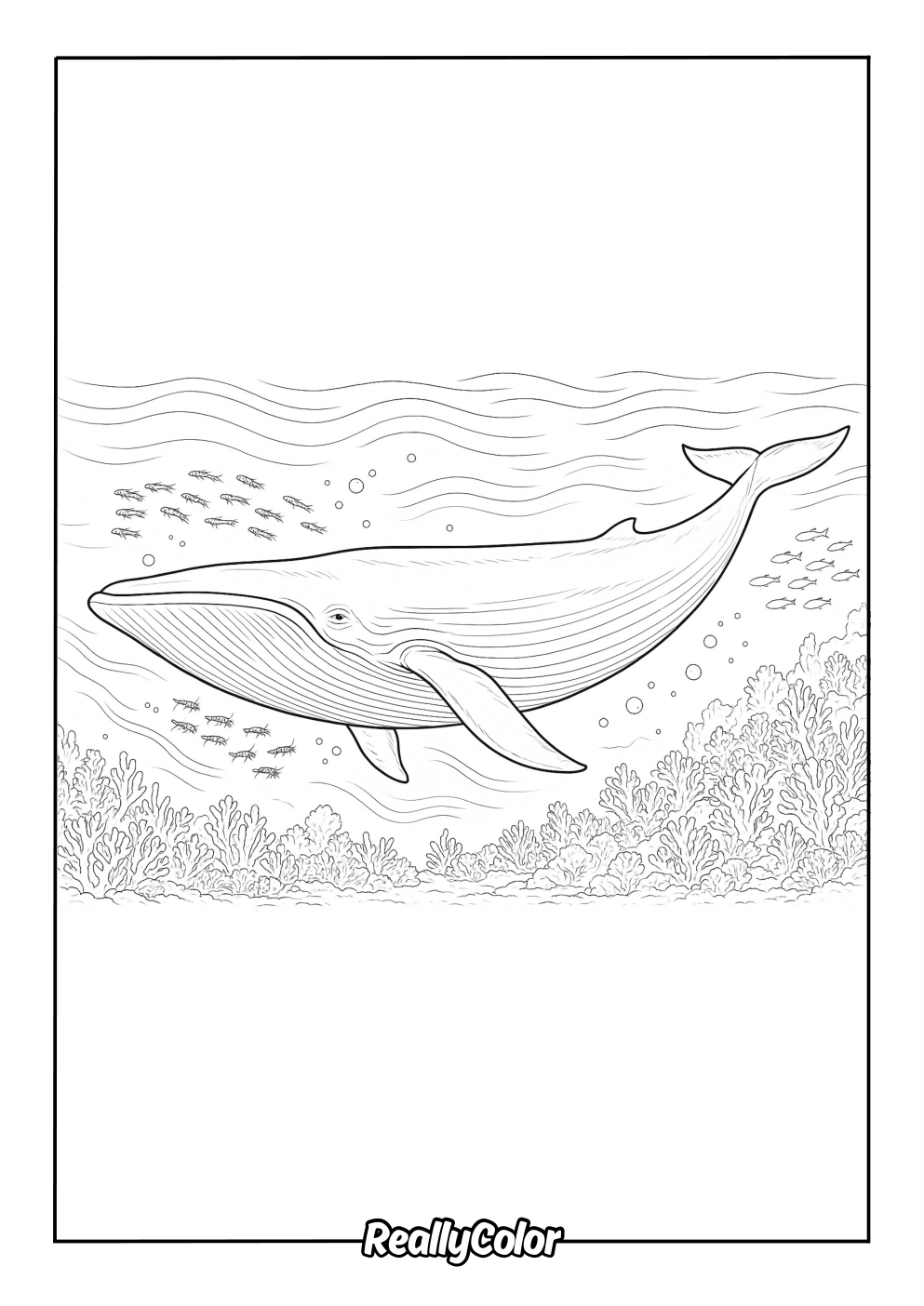 Detailed blue whale coloring page for adults